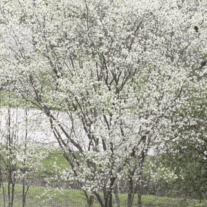 A tree full of white blossoms in a green garden.